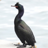 Pelagic Cormorant